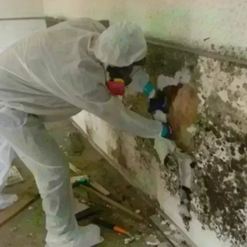 Mold Remediation and Removal in Jefferson County, WV